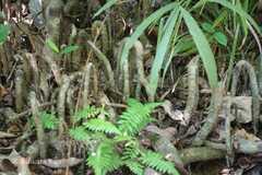 Gymnacranthera canarica